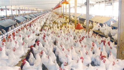 هتها وخزنها دي فرصه مش هتتكرر تاني مفاجآت قوية في أسعار الدواجن اليوم