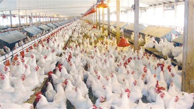 هي دي الاخبار اللي مستنينها مفاجآت سارة في أسعار الدواجن اليوم