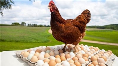 مش كنا اشتريناها امبارح احسن قفزة قوية تضرب أسعار الفراخ والبيض اليوم إليك التفاصيل