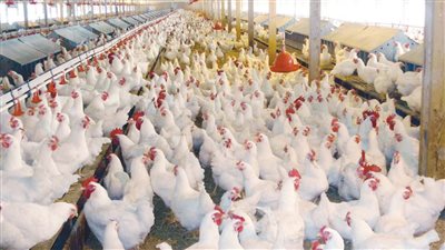 هتاكلها براحتك وكل يوم مفاجآت قوية في أسعار الدواجن الايام المقبلة جهز فلوسك علشان تملي الفريزر فراخ