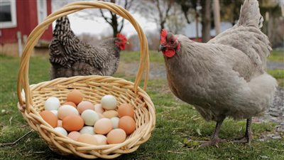 بشرى سارة للمواطنين ومفاجات ينتظرها الجميع بشأن أسعار الدواجن اعرف وصلت لكام النهاردة