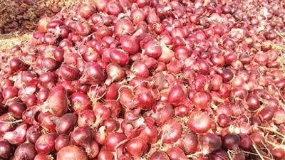 خلاص كلها ايام وهيبقي البصل برخص التراب اعرف موعد انخفاض سعر البصل