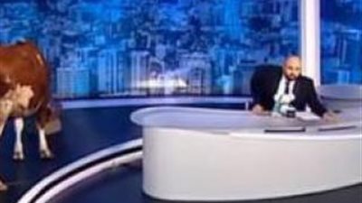 مذيع لبناني شهير اصطحب معه بقرة داخل الإستوديوللسخرية من المطربة احلام