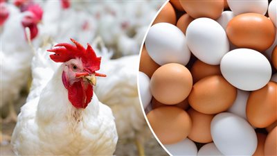 اعزمي قريبك براحتك ومتخافيش بشري سعيدة تزف اليوم بشأن اسعار الفراخ اليوم إليك التفاصيل