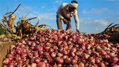 ياتري هنخرج من ازمتك امتي تفاصيل جديدة ب شان اسعار البصل تكشفها شعبة الخضروات والفواكه