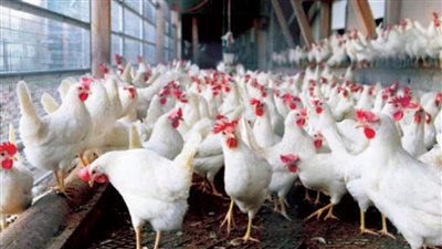 مفاجآت قوية تضرب سوق الفراخ اليوم اعرف هتشتريها بكام بعد النهاردة والحق فرصتك