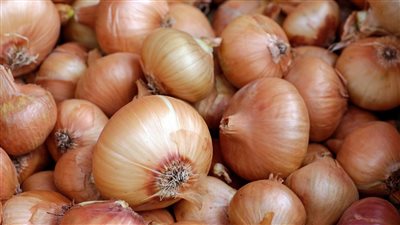 آلاف من الأطنان مخبئه ضبط الأجهزة الرقابية لمحتكرو البصل ومسئول يفجر مفاجأة