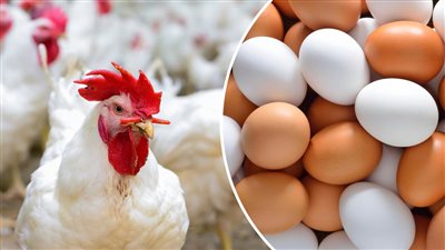 شوف سعرها بقي كام النهاردة خلاص بقت في متناول الجميع تعرف على اسعار الفراخ اليوم الاثنين 18 ديسمبر