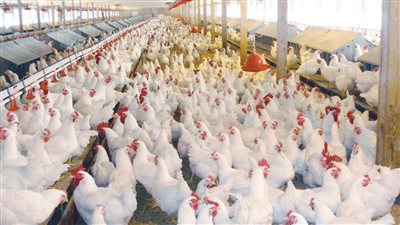 يلا افتح الفريزر وخزن فراخك فيه هبوط كبير في اسعار الفراخ اليوم اعرف سعرها بقي كام