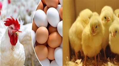 اعرف بقى سعرها كام النهاردة واشتريها مفاجآت في سعر الفراخ البيضاء اليوم