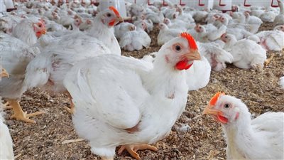 مفاجأت غير متوقعة في أسعار الدواجن والبيض اليوم اعرف وصل الكيلو لكام النهاردة