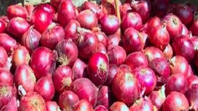 سعره هيبقي 10 جنية وهيبقي مغرق السوق مفاجات مفرحة بشأن أسعار البصل اليوم