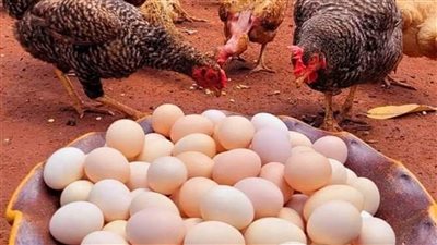 الذهب يزعلكم الفراخ ترضيكم مفاجآت من العيار الثقيل بشأن أسعار الفراخ والبيض اعرف الكيلو وصل لكام