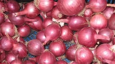 يمنع السرطان والأخر يطهر الفهم تعرفي على الفرق بين البصل الأحمر والبصل الأبيض