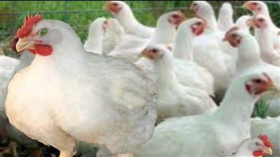 بـ 50 جنيه بس مش هتصدقي سعر الفرخة وصل كام النهاردة