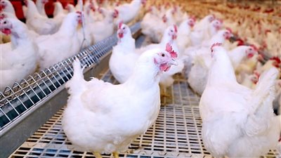 جيب اللي انت عاوزه واملي الفريزر منها مفاجات سارة في اسعار الفراخ اليوم اعرف الكيلو بكام النهاردة