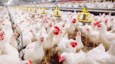 اخبار مفرحة ومفاجات سارة في اسعار الفراخ والبيض اليوم اعرف سعرهم بقي كام النهاردة