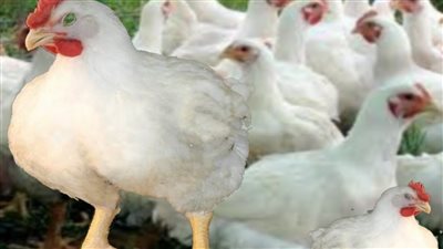 هيجيلك سرطان كارثة موجودة بالفراخ لو عرفتها مش هتاكلها تاني طالع التفاصيل