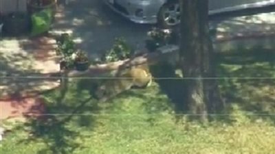 العثور على أسد مفترس داخل احدى المدارس بلوس انجلوس ..شوف السلطات الأمريكية عملت إيه