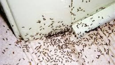 وصفة جميلة جداً عشان تخلصك من النمل في منزلك