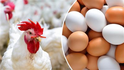 سنة 2023 تختمها معانا صح بشري سارة في أسعار الفراخ والبيض اليوم اعرف كرتونة البيض وصلت كام