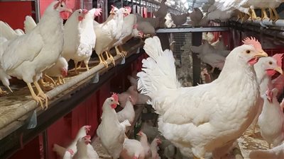 أسعار جديدة للفراخ والبيض في بداية السنة الجديدة وتحركات مفاجأة في أسعار الفراخ والبيض اليوم اعرف سعرها