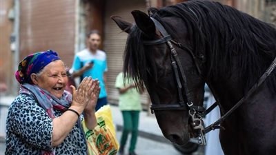 صورة أم السيد مع الحصان مسارحديث رواد موقع التواصل الإجتماعي الفيس بوك