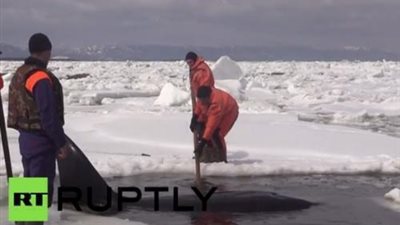 بالفيديو ..إنقاذ حوت من الجليد وإعادته إلى مكانه