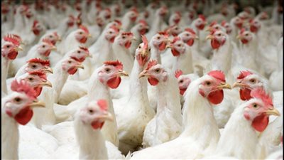 اعرف الكيلو منها بقي بكام مفاجآت في أسعار الفراخ والبيض اليوم الحق املأ ثلاجتك