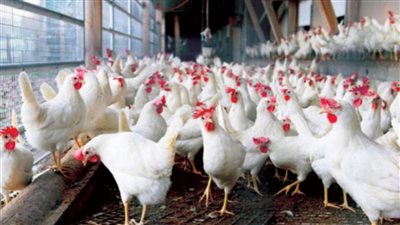 الكيلو منها بكام مفاجأة منتظرة بشأن أسعار الدواجن اليوم وكرتونة البيض تسجل سعر خيالي إليك التفاصيل