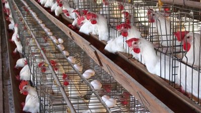 اعرف الكيلو منها وصل كام مفاجآت في اسعار الفراخ البيضاء اليوم 6 يناير 2024