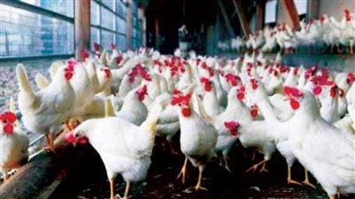 مفاجآت في اسعار الفراخ اليوم الاحد 7 يناير اعرف الكيلو منها وصل لكام النهارده