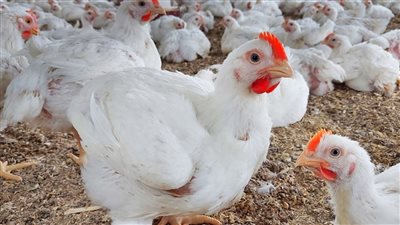 استني قبل ما تعزميهم إيه اللي حصل في سعر الفراخ النهاردة شوف الكيلو وصل كام