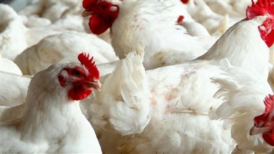 فرختين بسعر واحدة سعر الفراخ النهاردة أرخص من أي يوم