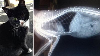 القطة بوس بوس المعجزة التي تم اطلاق 30 رصاصة عليها ولم تمت