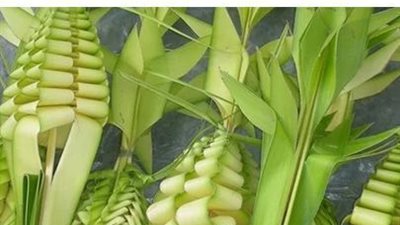 تأملات روحية عن استخدام الزعف فى احد الزعف الشعانين