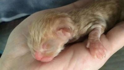 بالصور ..اطباء ماهرين ينقذون حياة قطط صغيرة بعد وفاة امهم في حادث سيارة