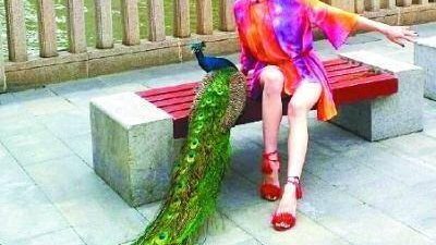 بالصور ..سيدة صينية تصطحب طاووساً بألوان زاهية وتلفت نظر المارة