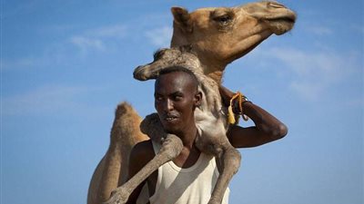 بالصور ..مصور مصري يلتقط صوراً مع الحيوانات بأشكال غريبة لم تكن متوقعة من قبل