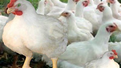 بكام النهاردة تغير في سعر الفراخ بمحلات الباعة اليوم