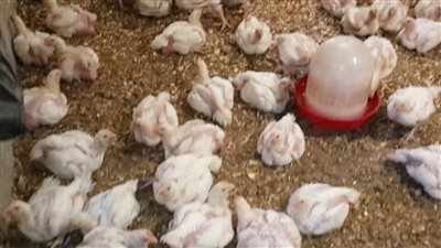 الكيلو زاد 20 جنيه في يوم مش هتصدق سعر الفراخ وصل كام النهاردة