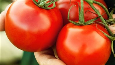 البصل رخص هبوط قوي بأسعار الخضروات اليوم