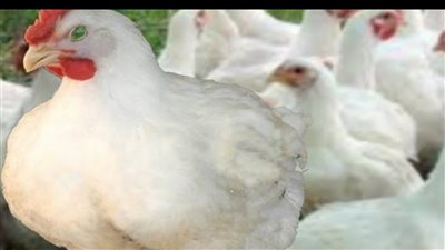 90 جنيه للكيلو أسعار نار تسجلها الفراخ اليوم