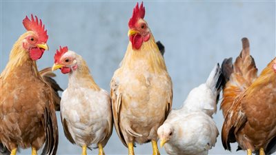 مبقتش وجبة الغلابة كيلو الفراخ النهاردة قرب على 90 جنيه شوف الأمهات بكام