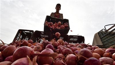 بـ 18 جنيه بشرى بأسعار البصل والثوم إليك سعر الخضروات اليوم