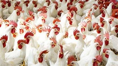 كيلو الفراخ النهاردة بـ 110 جنيه وهذا موعد انخفاض أسعارها