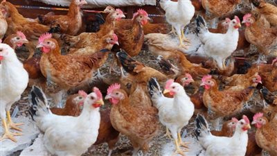 145 جنيه للكيلو اعرف أسعار الفراخ البيضاء اليوم قبل الشراء