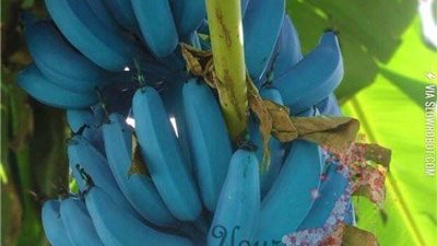 عمركم سمعتم عن الموز الأزرق بطعم الآيس كريم ؟