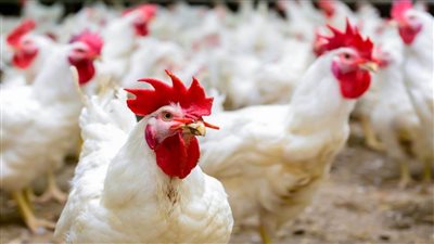 سبب عدم تراجع أسعار الدواجن والبيض في الأسواق