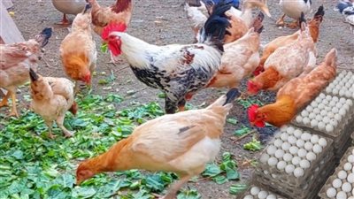 الفراخ رجعت لورا والكيلو رخص 7 جنيه اعرفي أسعار النهاردة